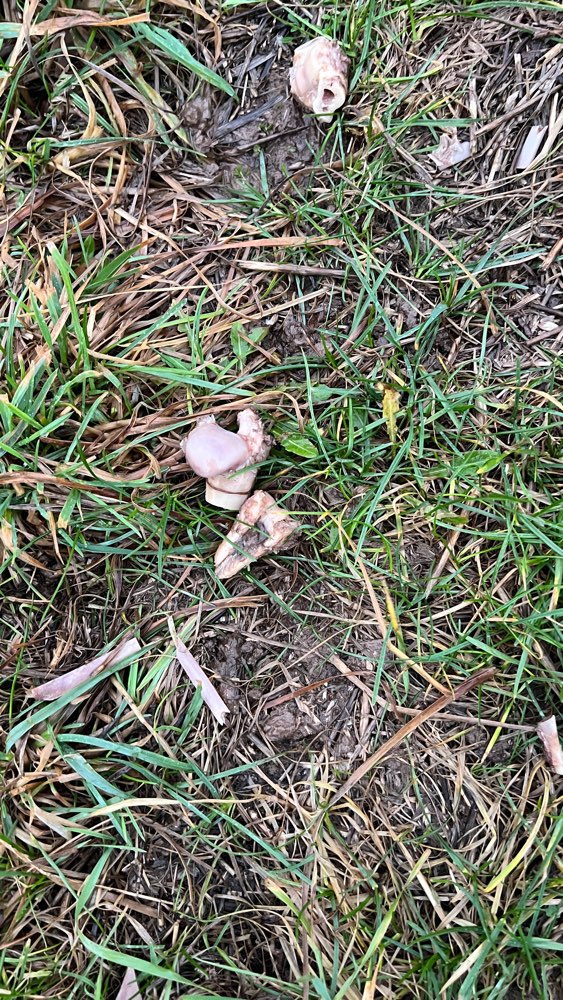 Giftköder-Knochenreste-Profilbild