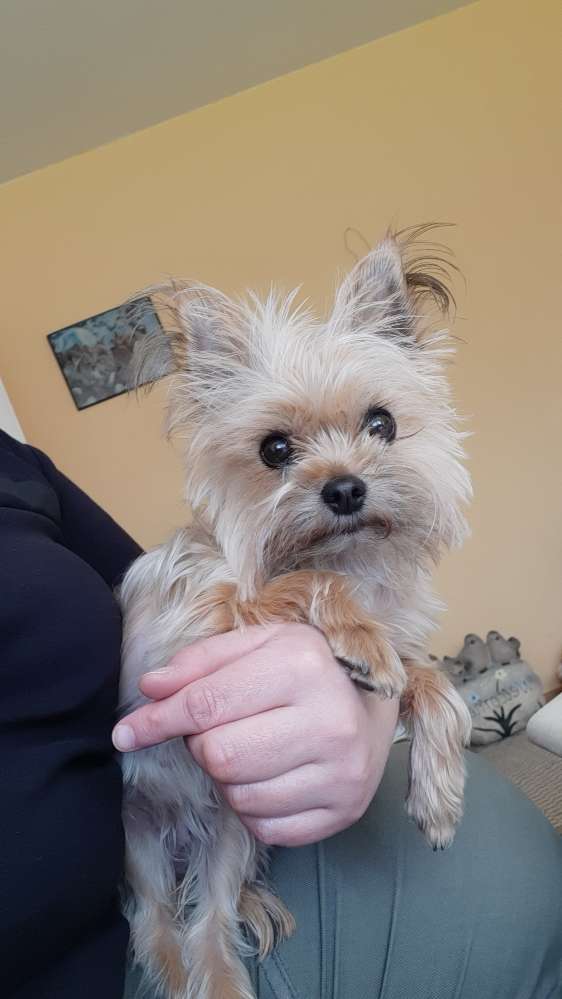 Hundetreffen-Gassirunde in der Natur/neue Kontakte-Profilbild