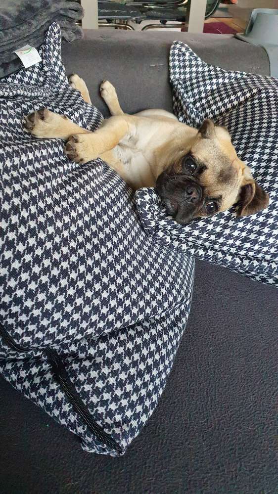 Hundetreffen-Retro-Mops/Mops Spielrunde Hanstedt-Profilbild