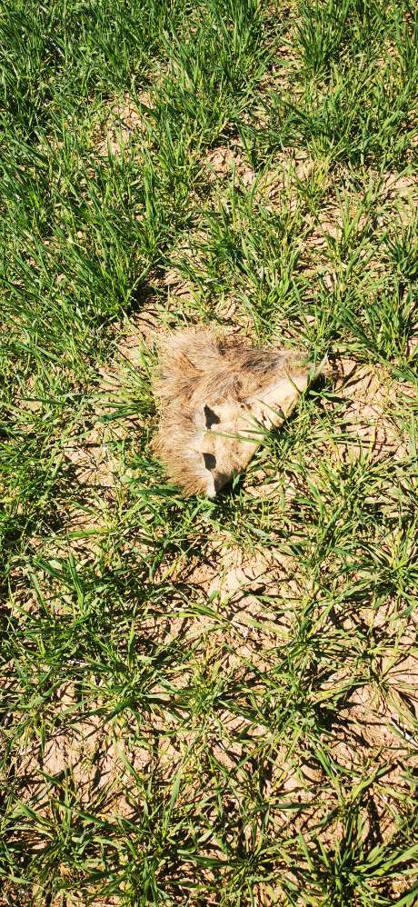 Giftköder-Tierkadaver-Profilbild