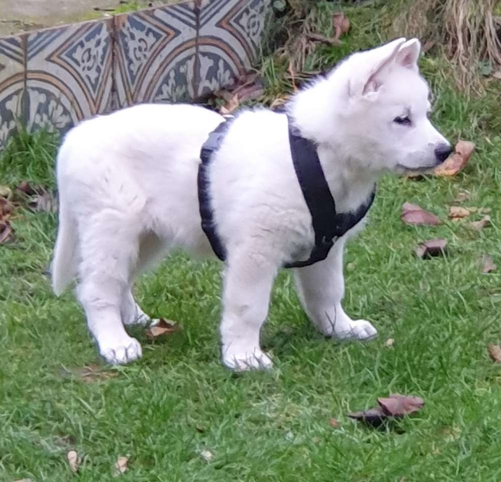 Hundetreffen-Welpenspiel-Profilbild