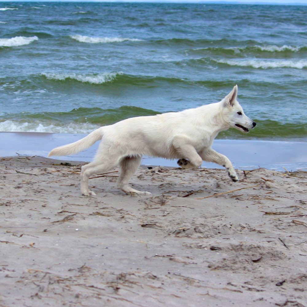 Hundetreffen-Spiel, Gassi und Training-Profilbild