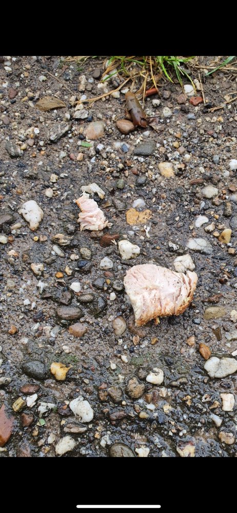 Giftköder-Fleischstücke am Egelsberg-Profilbild