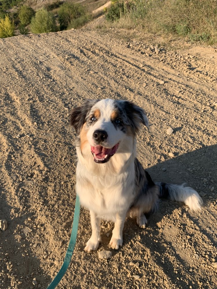 Hundetreffen-Gassi gehen an der Mainschleife-Profilbild