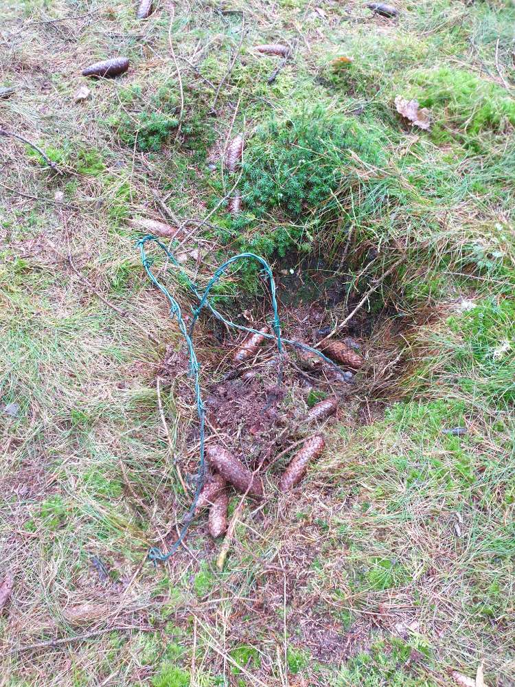 Giftköder-Stacheldraht im Wald Suerhop-Profilbild