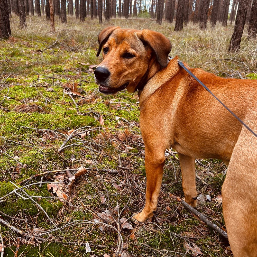 Hundetreffen-Spaziergang im Wald-Profilbild
