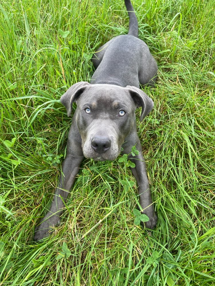 Hundetreffen-Jung Hund treffen-Profilbild