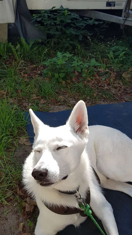 Hundetreffen-Gassi Runde Halstenbek-Profilbild