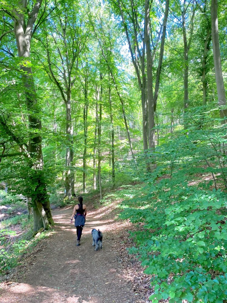 Hundetreffen-Hundespaziergang, Spielen und Spaß :)-Profilbild