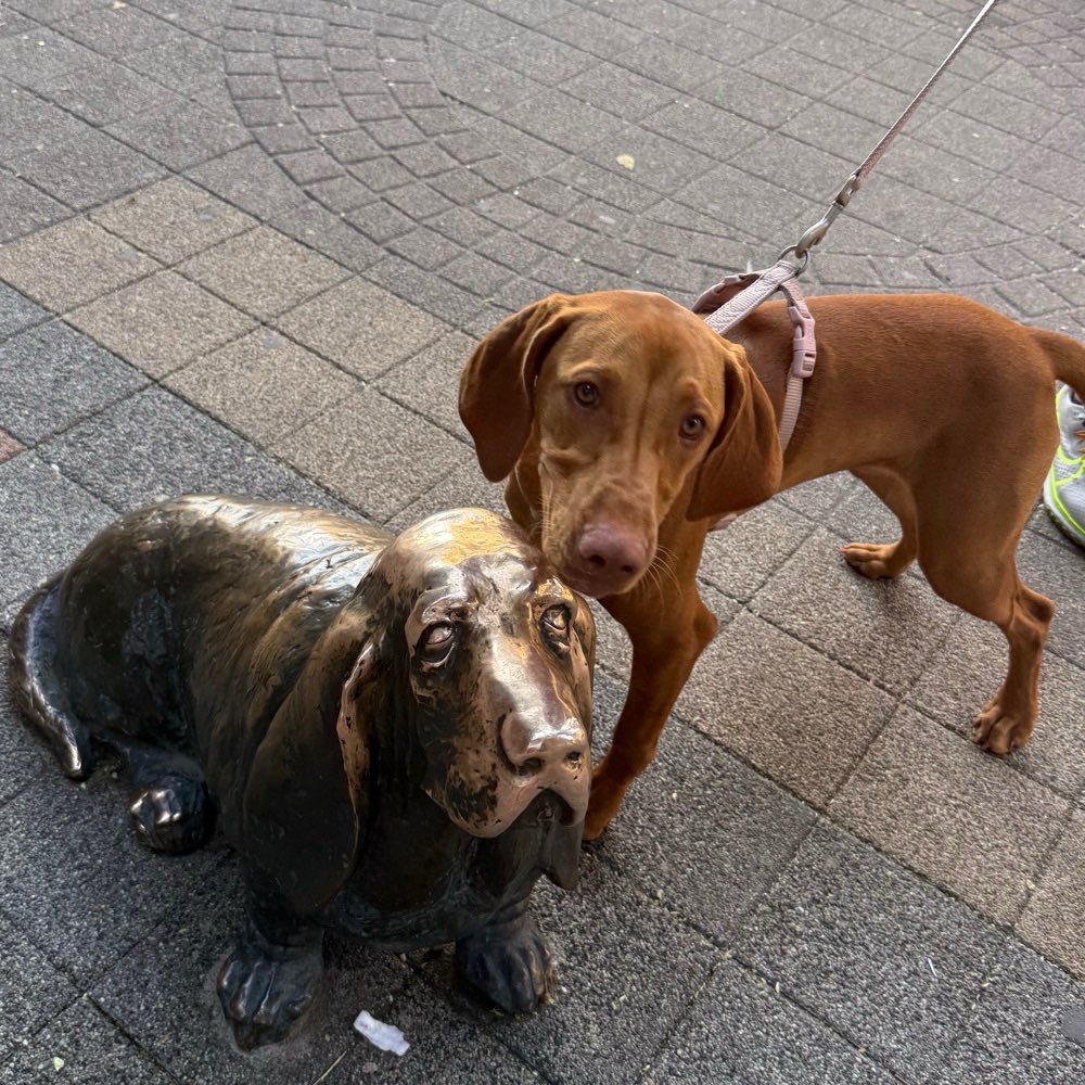 Hundetreffen-Playdate-Profilbild
