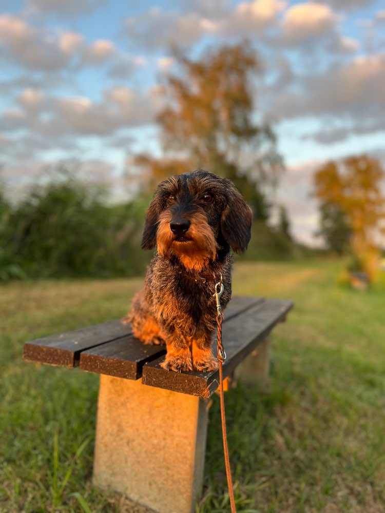 Hundetreffen-Social Walk-Profilbild