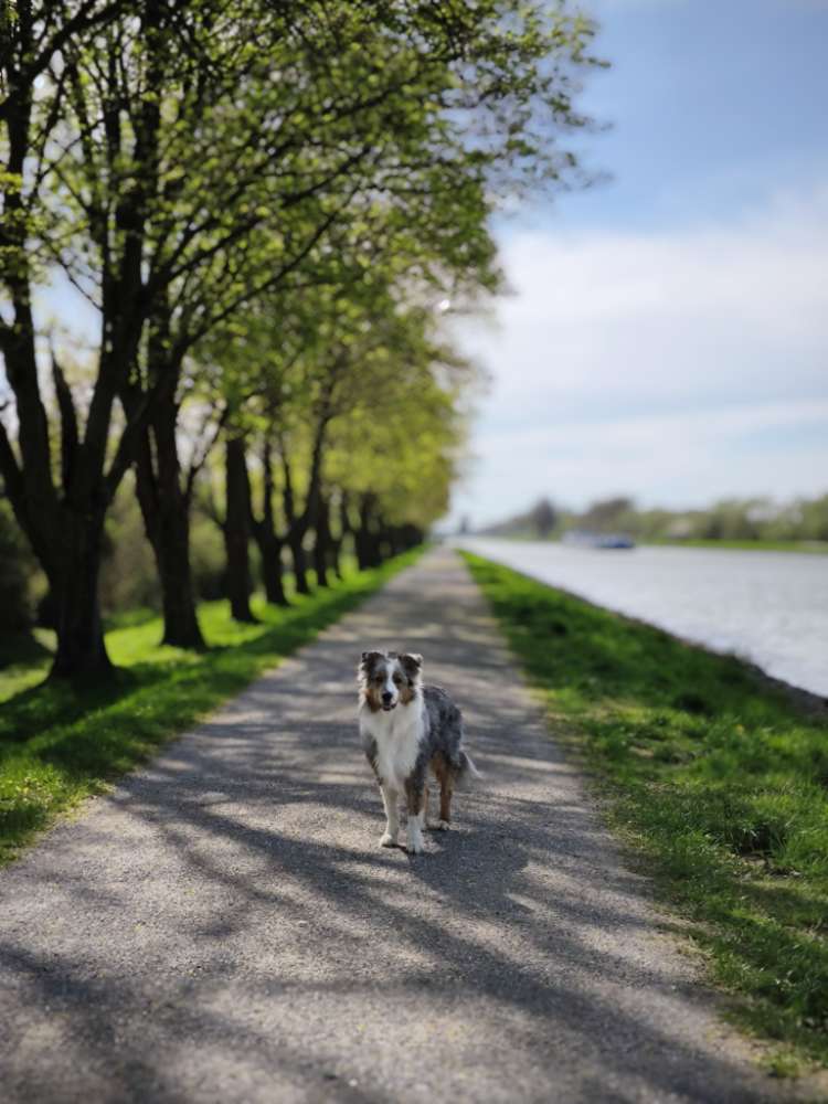 Hundetreffen-Spaziergänge, Trainingseinheiten oder Spielrunden 🐕🌀-Profilbild