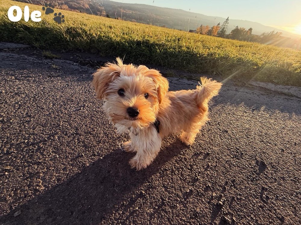 Hundetreffen-Welpen+Junghunde treffen-Profilbild