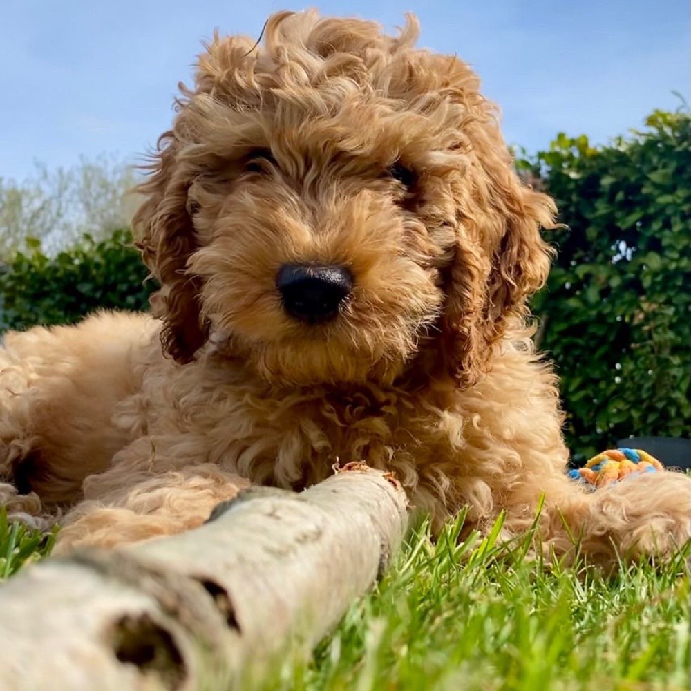 Hundetreffen-Spielen uns Gassi gehen-Profilbild