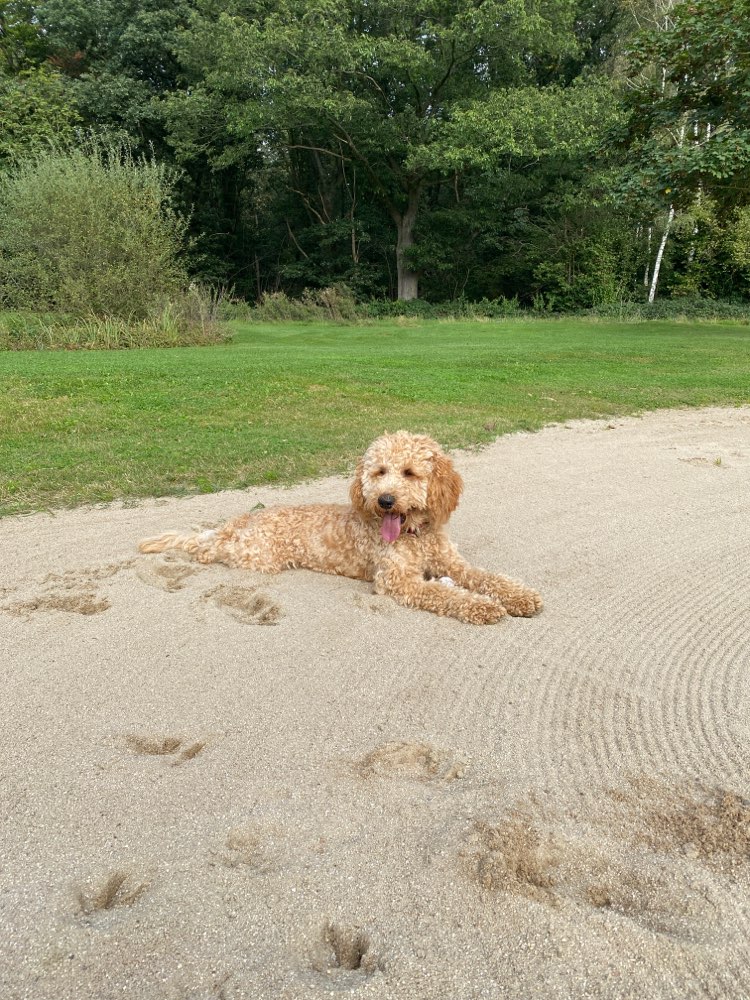 Hundetreffen-Cockerpoo 10 Monate sucht Spielkameraden🐾-Profilbild