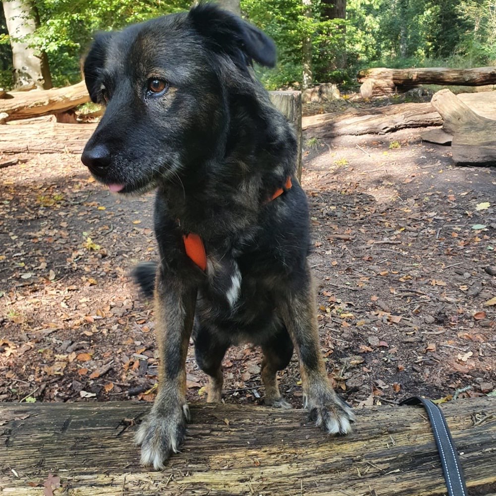 Hundetreffen-Gemeinsame Spaziergänge-Profilbild