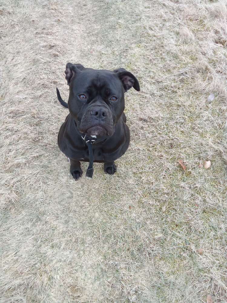 Hundetreffen-Große Hunde gesucht-Profilbild