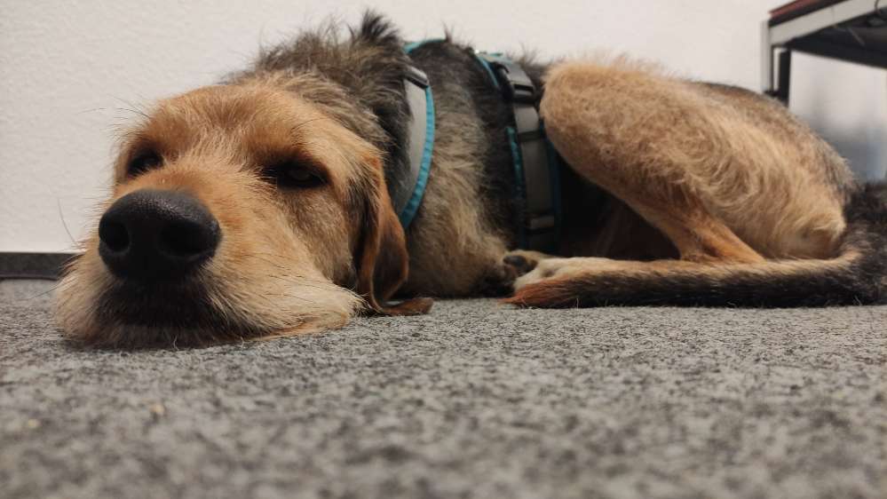 Hundetreffen-Wanderkumpel für Jagdnasen gesucht-Profilbild