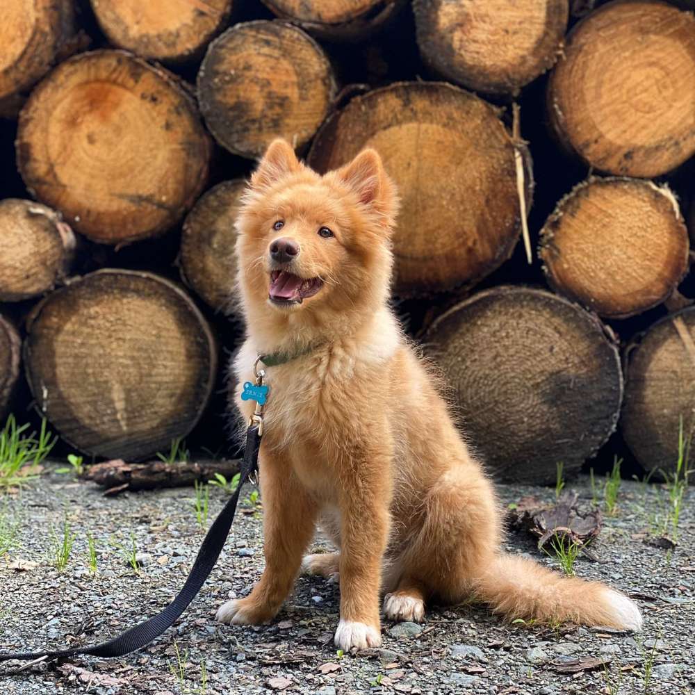 Hundetreffen-Spiel- und Gassifreunde gesucht-Profilbild