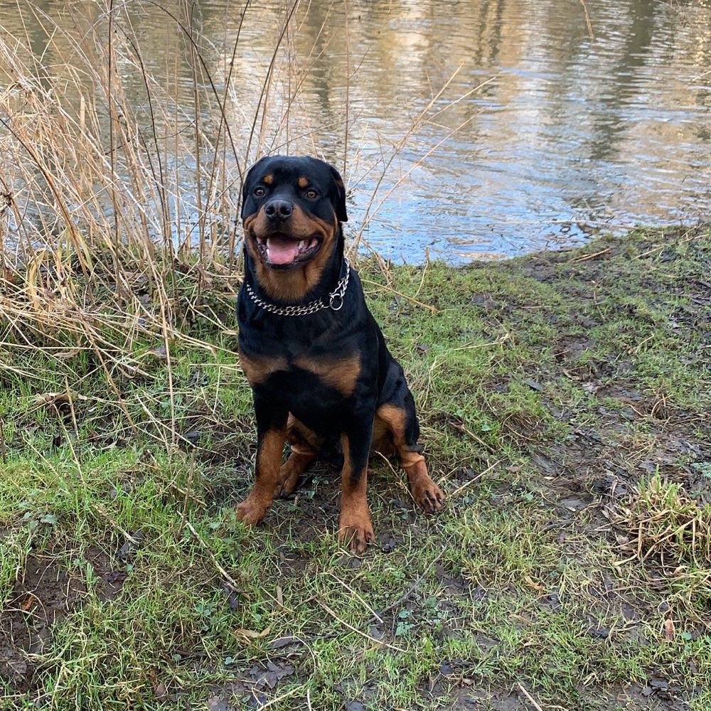 Hundetreffen-Spaziergang zum Spielen-Profilbild
