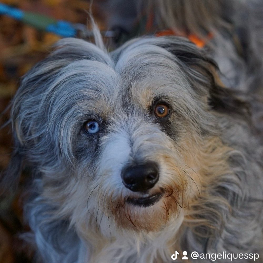 Hundetreffen-Hundekontakt-Profilbild