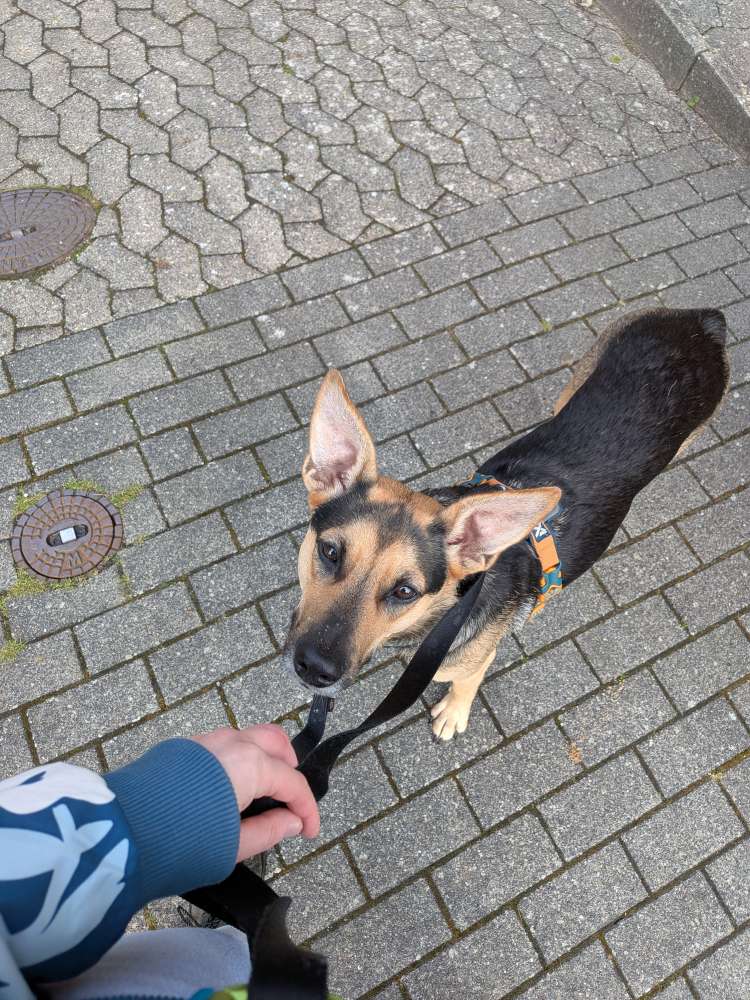 Hundetreffen-Suchen Hundefreunde-Profilbild