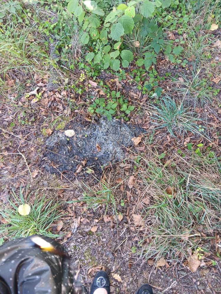 Giftköder-Mgl. Giftköder-Profilbild