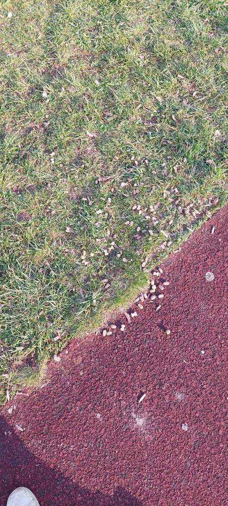 Giftköder-Trockenfutter auf dem Fussballplatz-Profilbild
