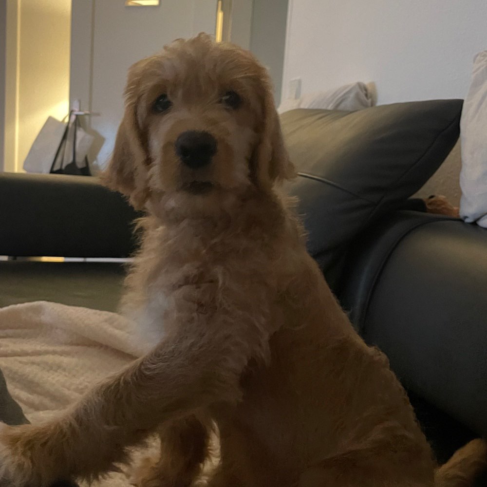 Hundetreffen-Welpentreff / Spiel / Gassirunde-Profilbild