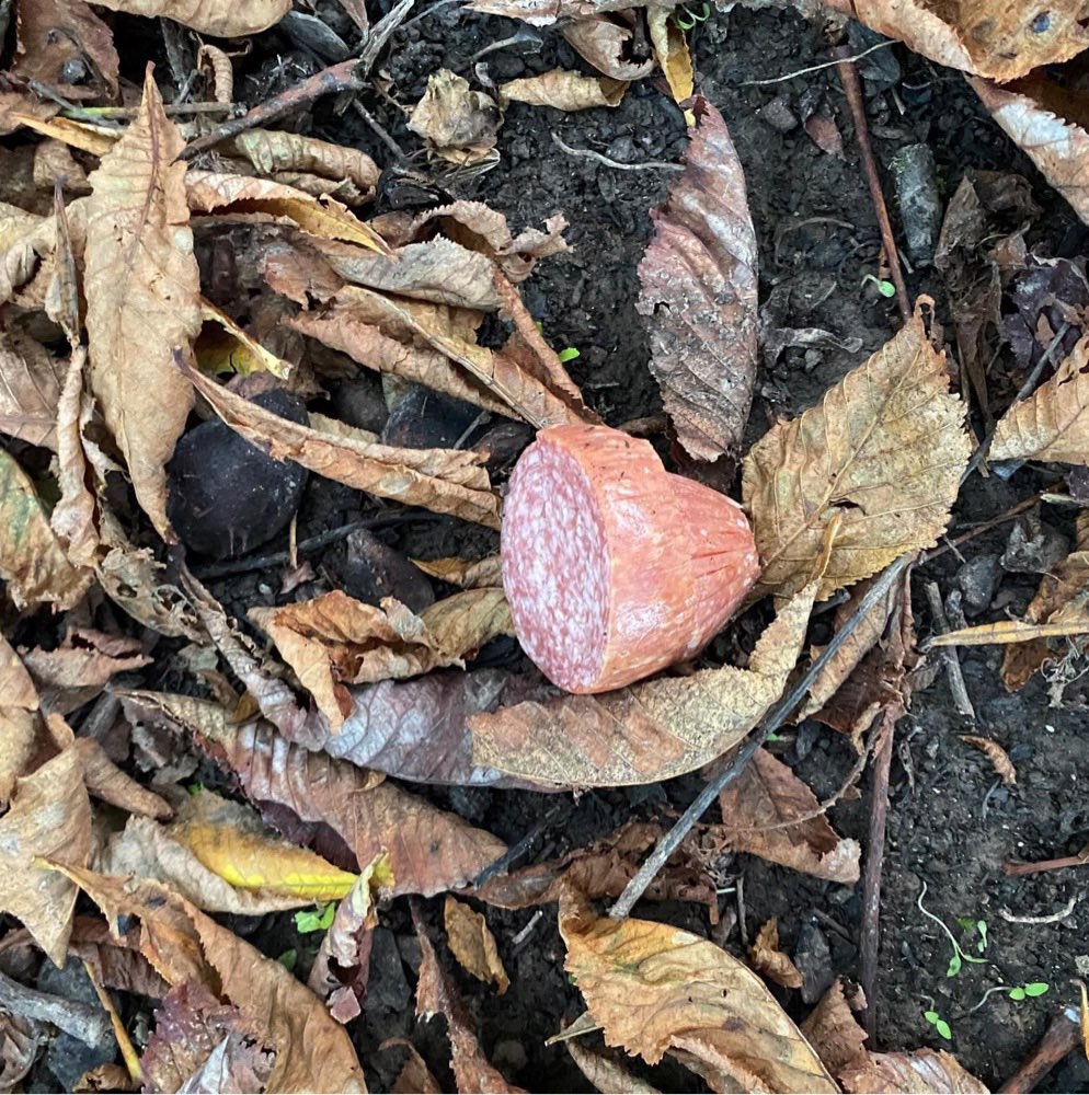 Giftköder-Wurststücke-Profilbild