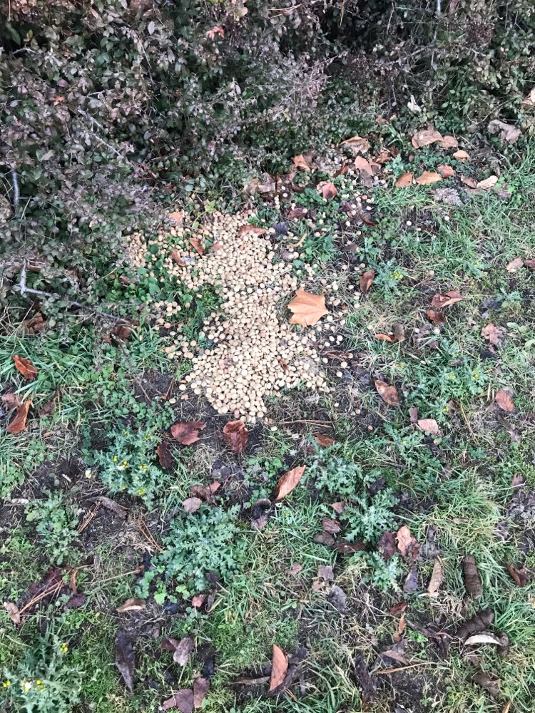 Giftköder-Tierfutter?!-Profilbild