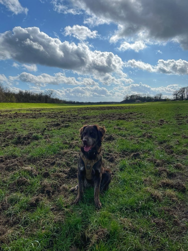 Hundetreffen-Spieltreff im Elsterflutbecken-Profilbild