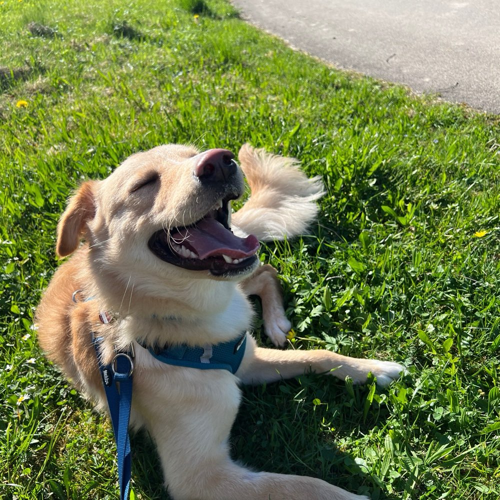 Hundetreffen-Gemeinsame Gassirunden zum Trainieren-Profilbild