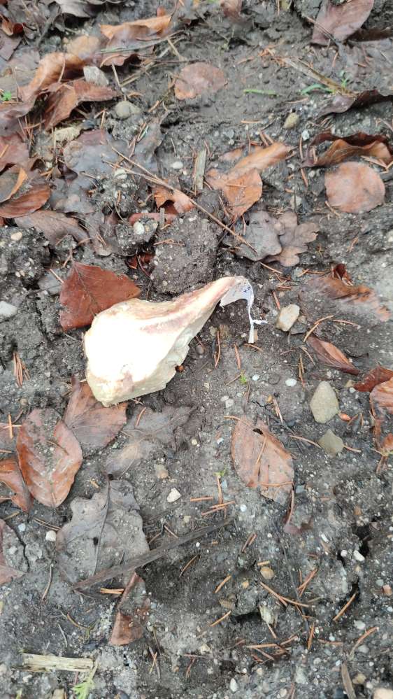 Giftköder-Vermutlich Giftköder-Profilbild