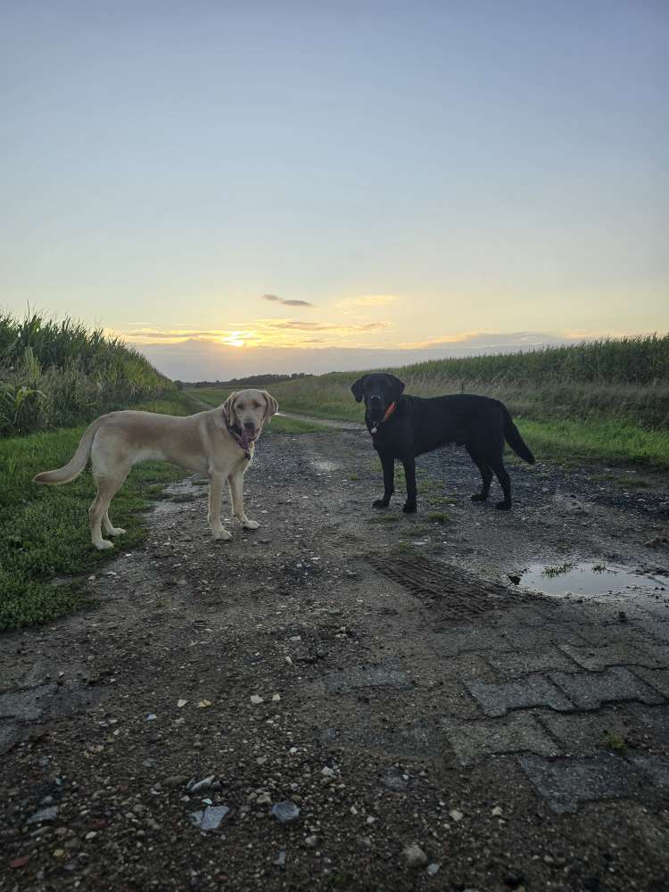 Hundetreffen-Suche Leute für Gassi Runden-Profilbild