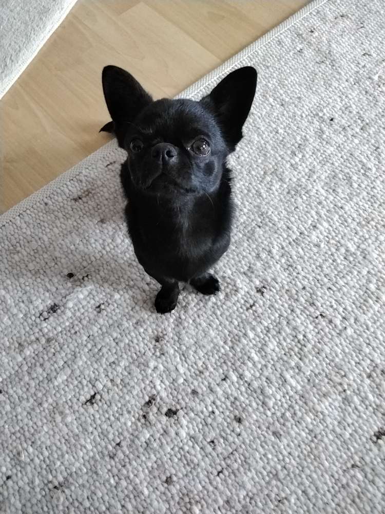 Hundetreffen-Kleiner Hund, 11 Monate alt, sucht Gleichgesinnte zum Spielen und Spazieren-Profilbild