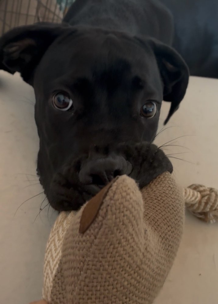 Hundetreffen-Junghund sucht Freunde in Goch-Profilbild