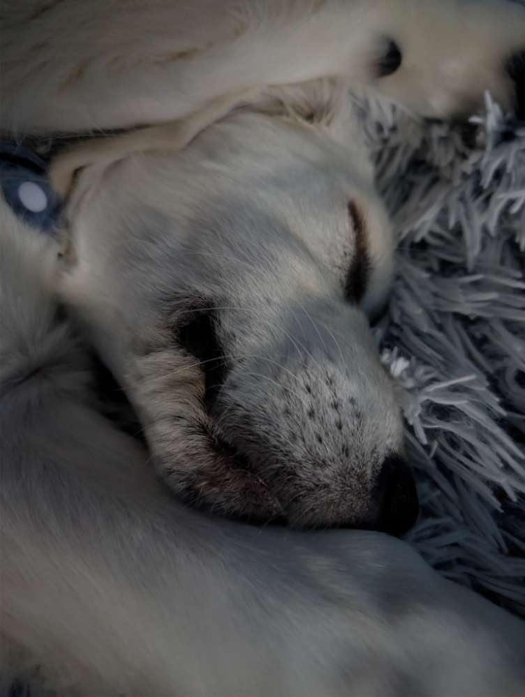 Hundetreffen-Welpentreffen oder Gassirunde mit freundlichen Hunden-Profilbild
