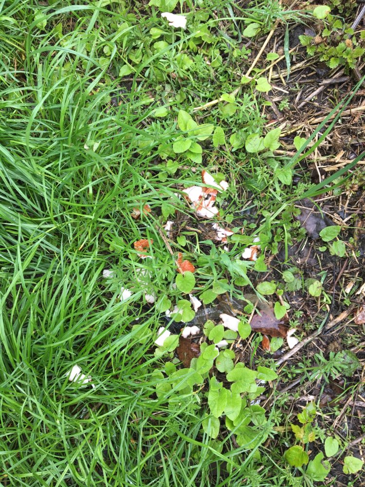 Giftköder-Vermutlich Giftköder-Profilbild