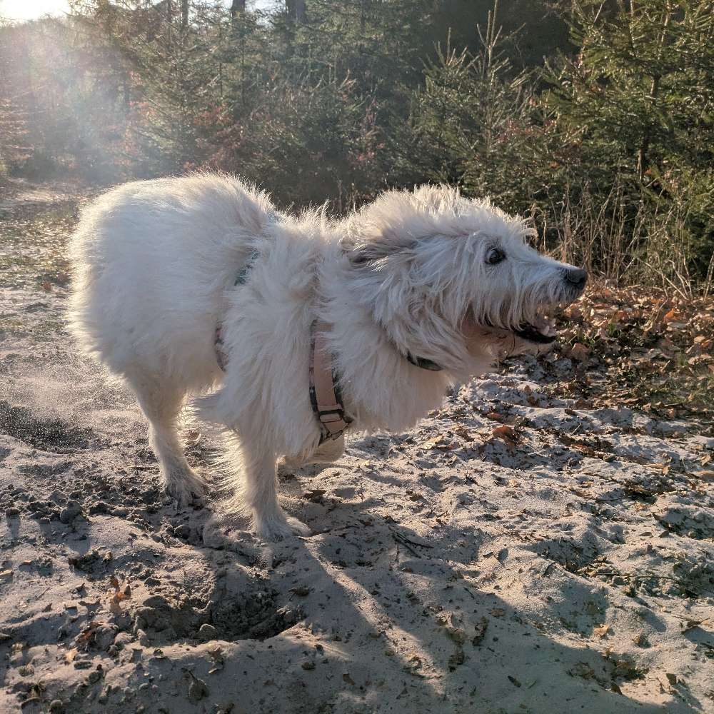 Hundetreffen-Spielen / Spazieren-Profilbild