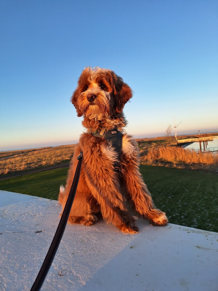 Hundetreffen-Kennlernrunde-Profilbild