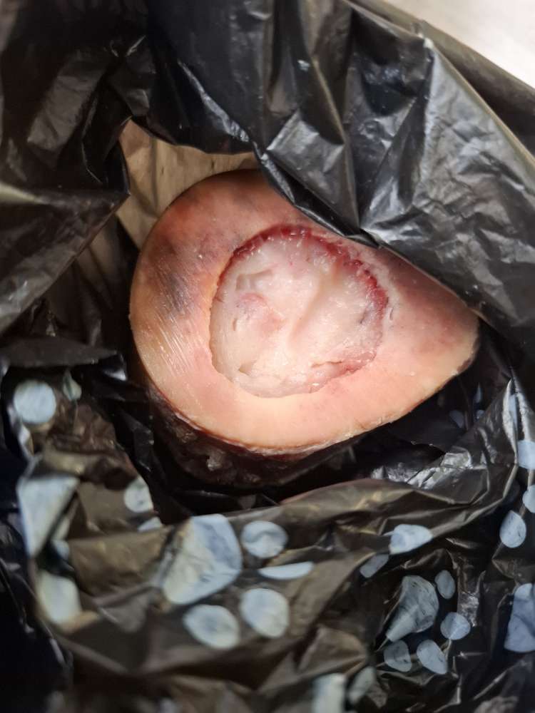 Giftköder-Mögliche Giftköder-Profilbild