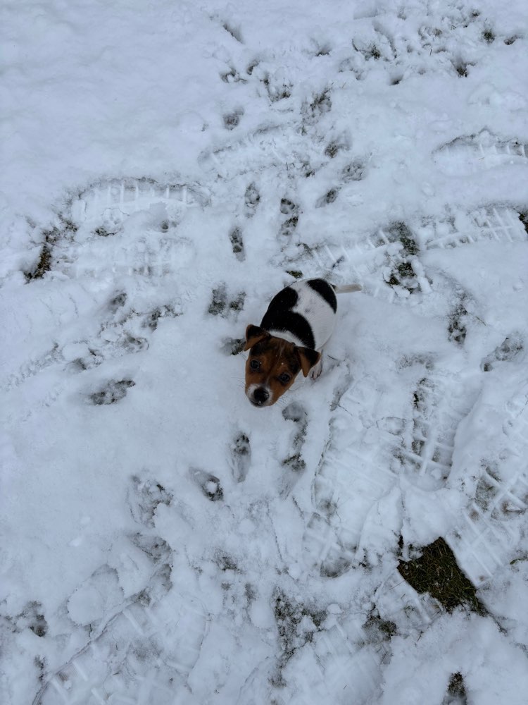 Hundetreffen-Welpe sucht kleinen Spielkameraden-Profilbild