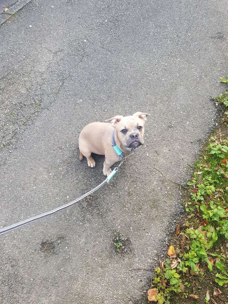 Hundetreffen-Hundetreffen-Profilbild