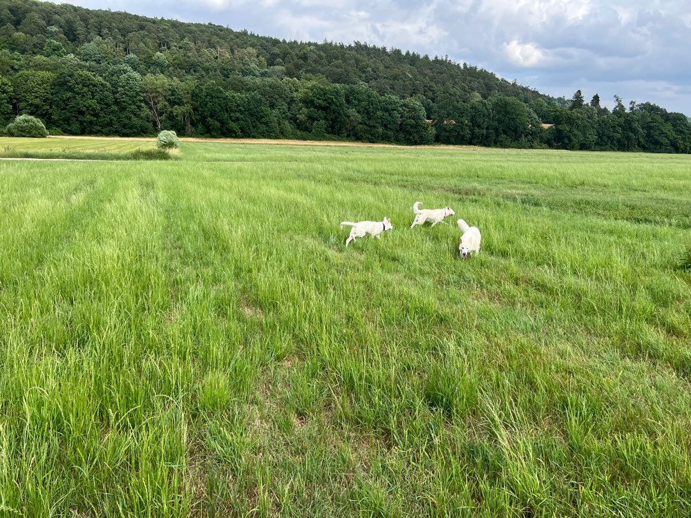 Hundetreffen-Hundebegegnung (spazieren/ trainieren/ Freilauf)-Profilbild