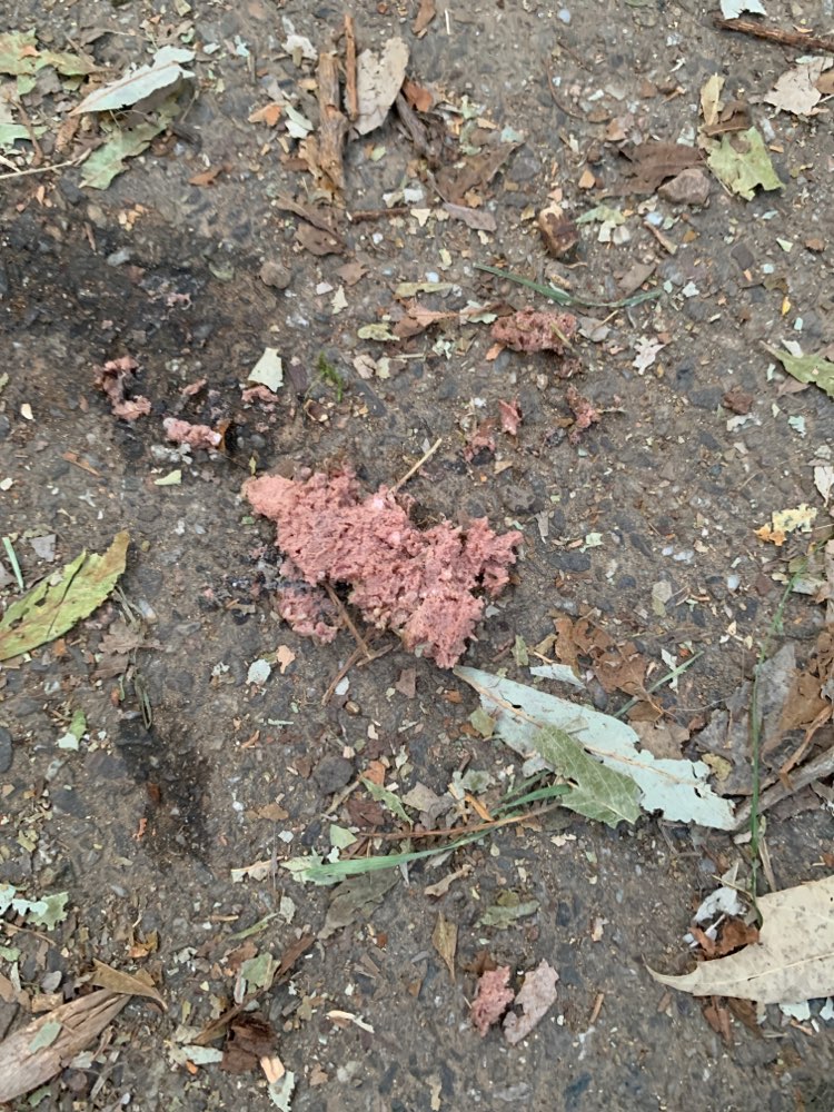 Giftköder-Vermutlicher Gift Köder-Profilbild