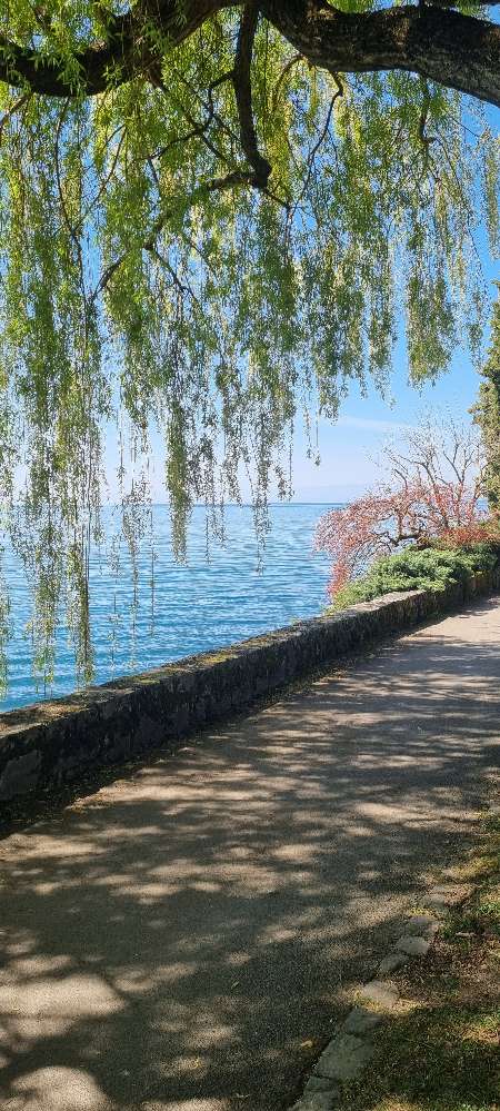 Hundetreffen-Kleine Hunde unter sich :-)-Profilbild