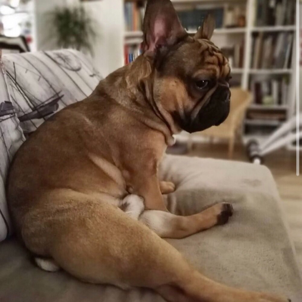 Hundetreffen-Hallo ich bin Filip und suche neue Freunde zum spazieren gehen-Profilbild