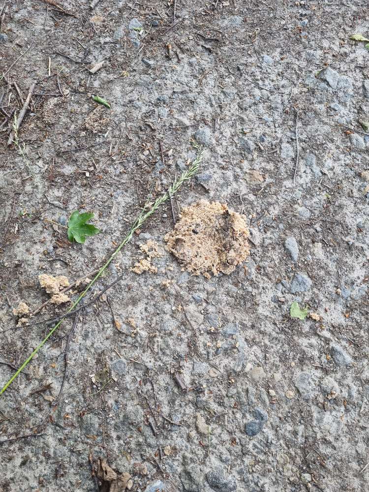 Giftköder-Mögl. Giftköder-Profilbild