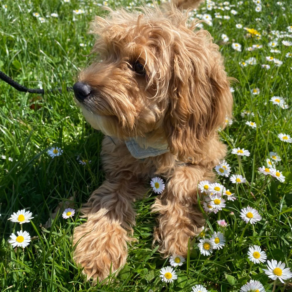 Hundetreffen-Welpenfreund in Markdorf-Profilbild